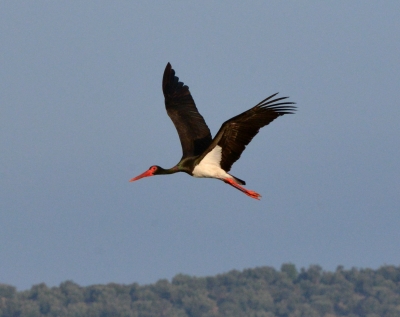 13484 - auffliegender Schwarzstorch auf der griechischen Insel Lesbos April 2014 [durch Klick vergrößern]