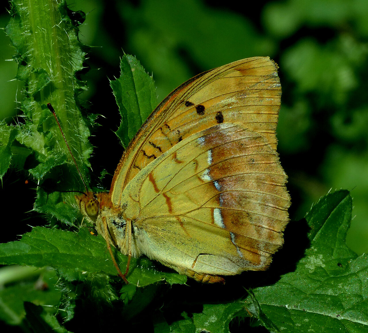 15308_Argynnis lao­di­ce